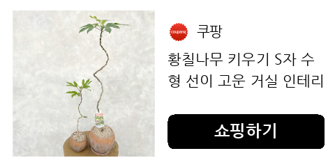 황칠나무 키우기 S자 수형 선이 고운 거실 인테리어 실내 화초 식물 카페 개업축하 화분